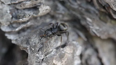 Ants Stock Footage 6163852