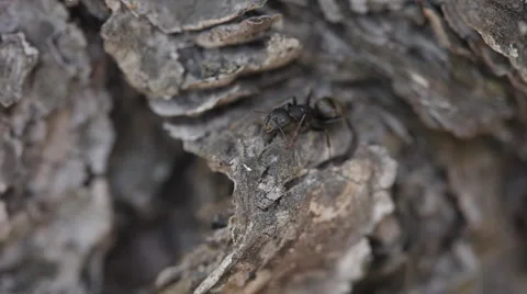 Ants Stock Footage 6164162