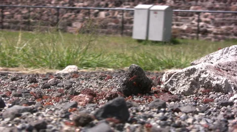 Ants 動画素材 6851108