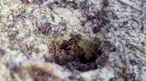 The Ants Stock Footage 7140670