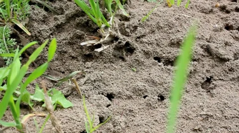 Ants Stock-Footage 7731248