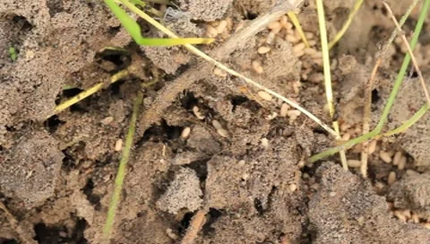Ants Stock Footage 8555469
