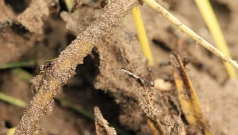 Ants Stock Footage 8555486
