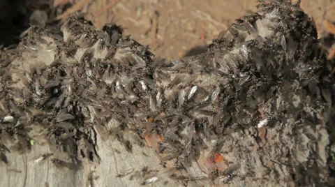 Ants Stock Footage 8664444