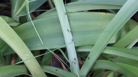 Ants Stock Footage 9873540