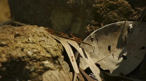 Ants Stock Footage 10792131