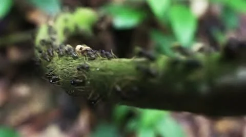 Ants Video stock 10862316