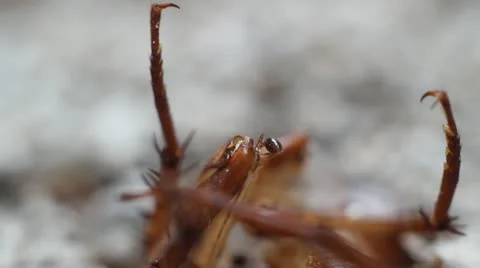 Ants Video stock 10887123