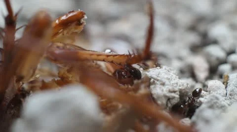 Ants Stock-Footage 10887152