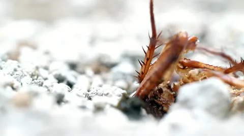 Ants Video stock 10887173