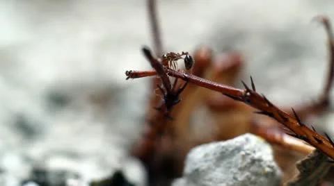 Ants Video stock 10887201