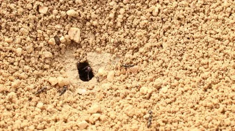 Ants Stock Footage 11135578