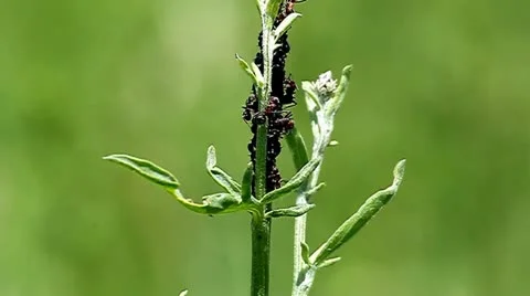 Ants. Stock Footage 11183877