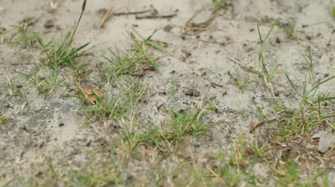 Ants Stock Footage 11297285