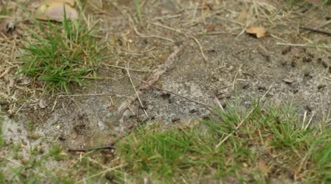 Ants Stock Footage 11297287