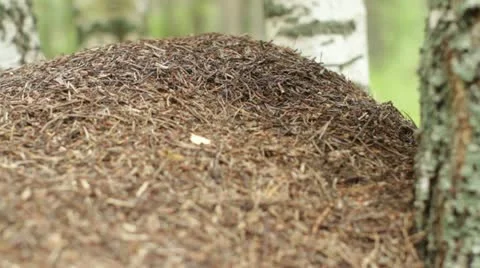 Ants Stock Footage 11297290