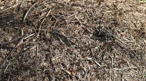 Ants. Stock Footage 11630213