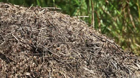 Ants. Stock Footage 11630214