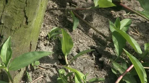 Ants Stock Footage 12320380