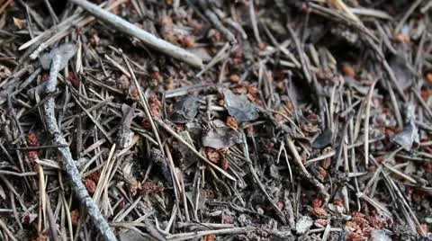 Ants Stock Footage 12728724