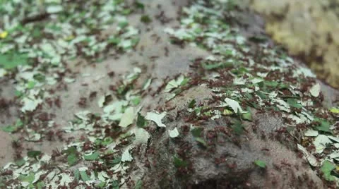 Ants Vídeo Stock 18155787