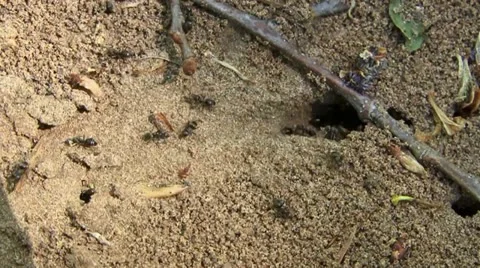 Ants Stock Footage 18183187