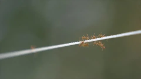 Ants Stock Footage 21886858