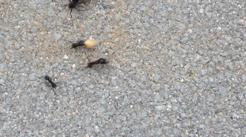 Ants Vidéo 22978373