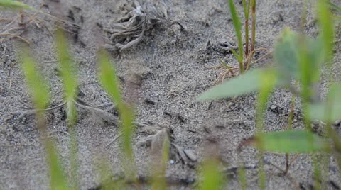 Ants Stock-Footage 23357535