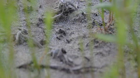 Ants Stock Footage 23357558