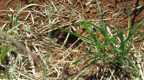 Ants Видео 23705727