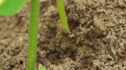Ants Stock Footage 24695710