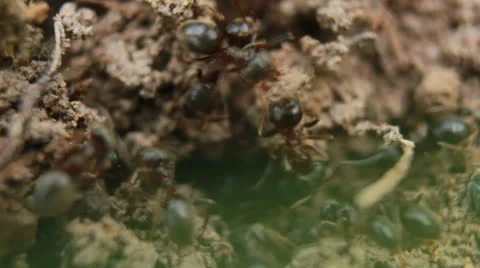Ants Stock-Footage 24695716