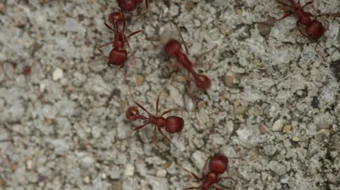 Ants Stock Footage 25039445