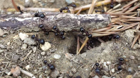 Ants 스톡 동영상 26015527