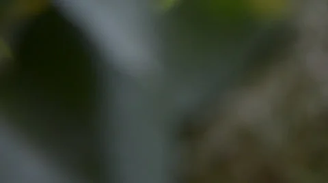 Ants 库存影片 28013004