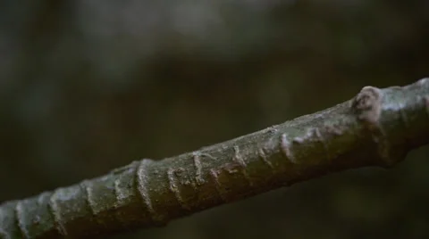 Ants 库存影片 28013037