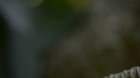 Ants 库存影片 28013085