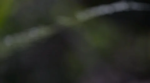 Ants 库存影片 28013233