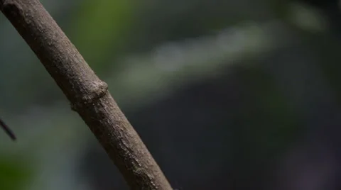 Ants Stock Footage 28013253