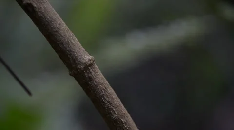 Ants Stock Footage 28013264