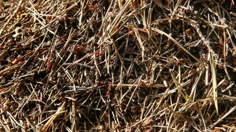 Ants. Stockbeeldmateriaal 28305412