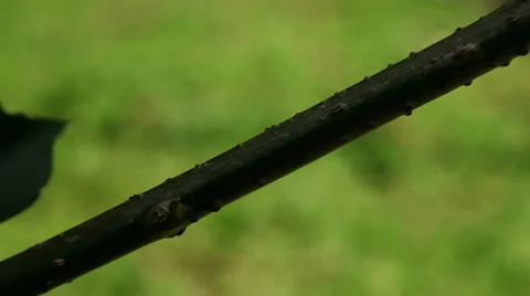 Ants Stock Footage 28999630