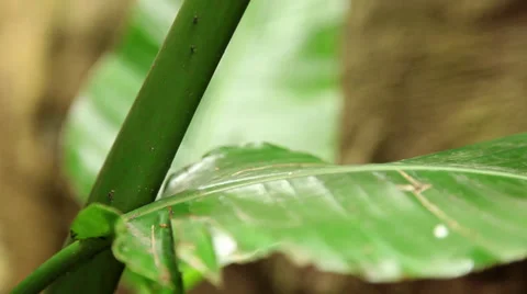 Ants Stock Footage 29013702