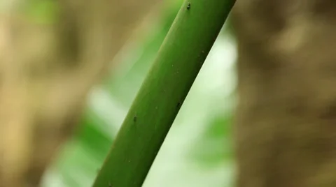 Ants Stock Footage 29023495