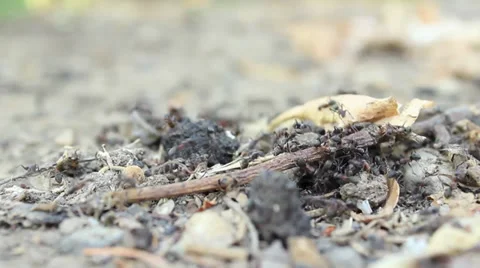 Ants Stock Footage 29229300