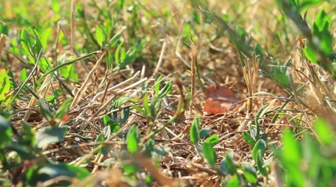 Ants Stock Footage 29233390