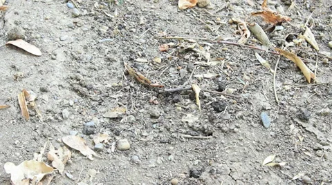 Ants Stock Footage 29234001