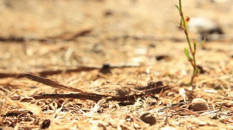 Ants Stock Footage 29234842