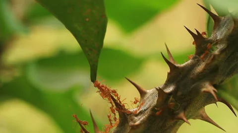 Ants Stock Footage 30626056